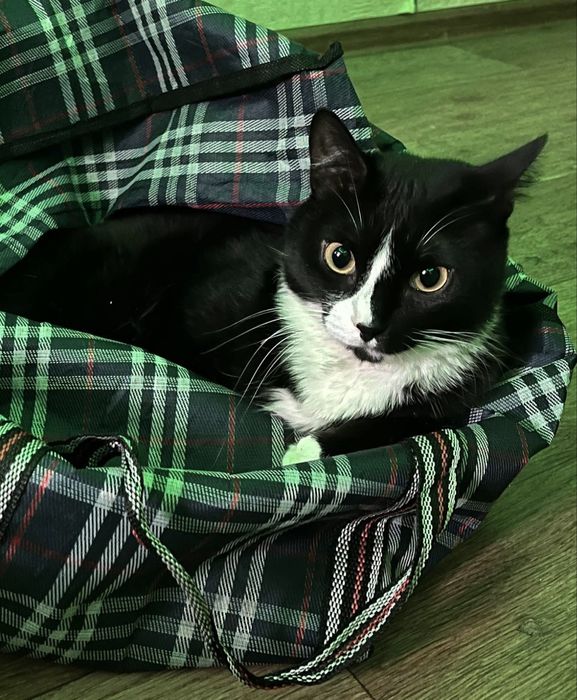 ищем доброго, любящего хозяина котику