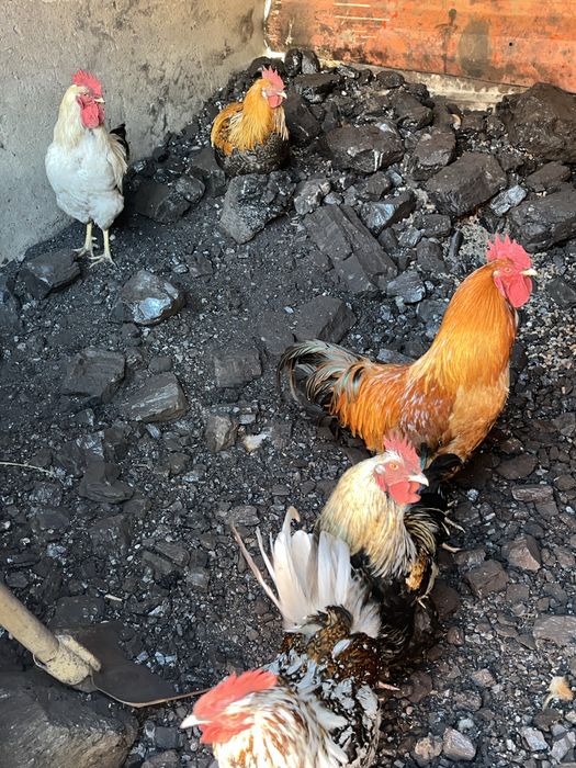Продам куриц и петухов