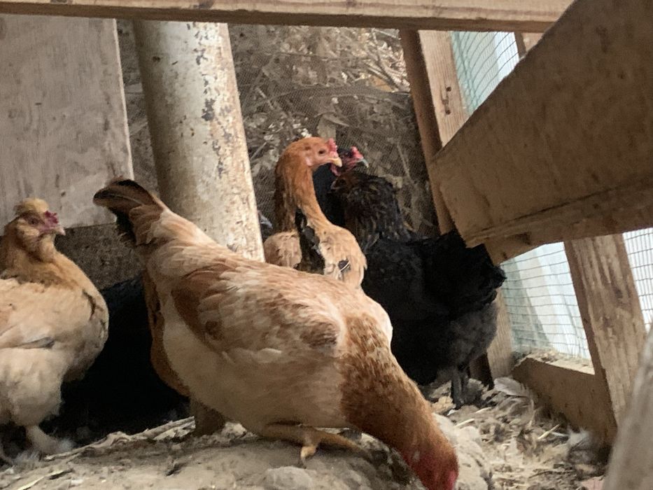 Uy tovuqlari sotuvda 5 ta tovuq 1 ta xòroz bor