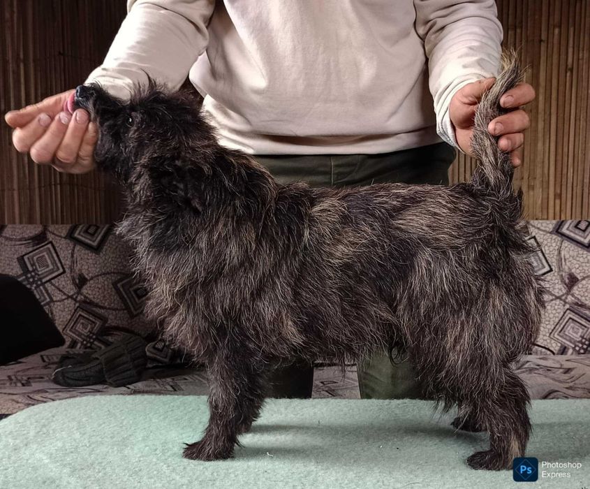 Cairn terrier mascul