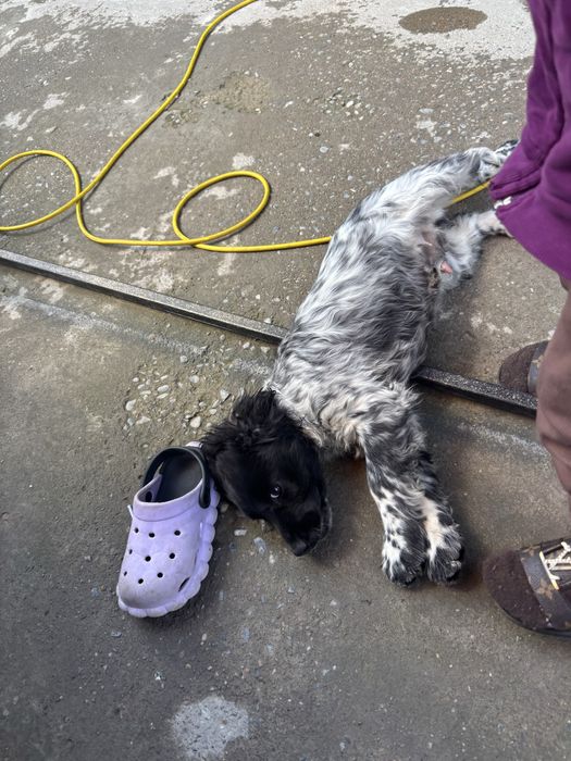 Американский спаниель