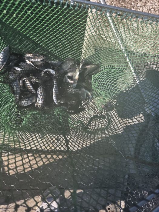 Puiet Pastrav Curcubeu 25g