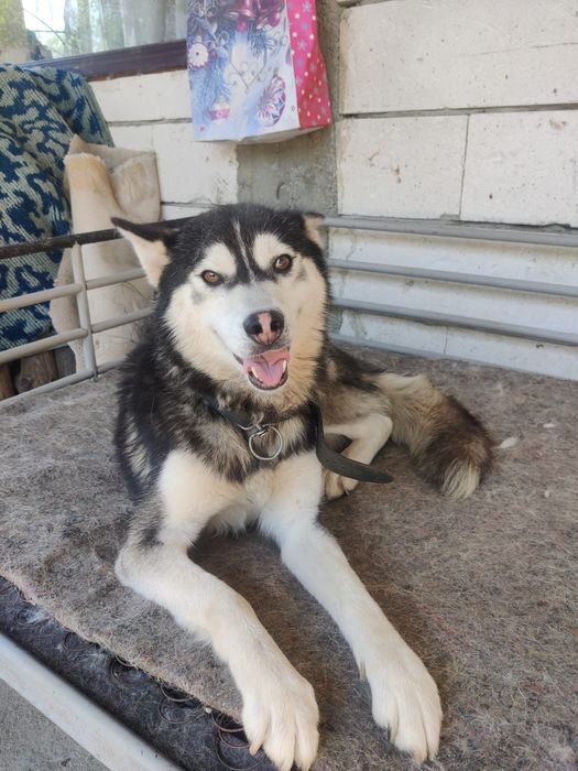 Vând cățeluș husky