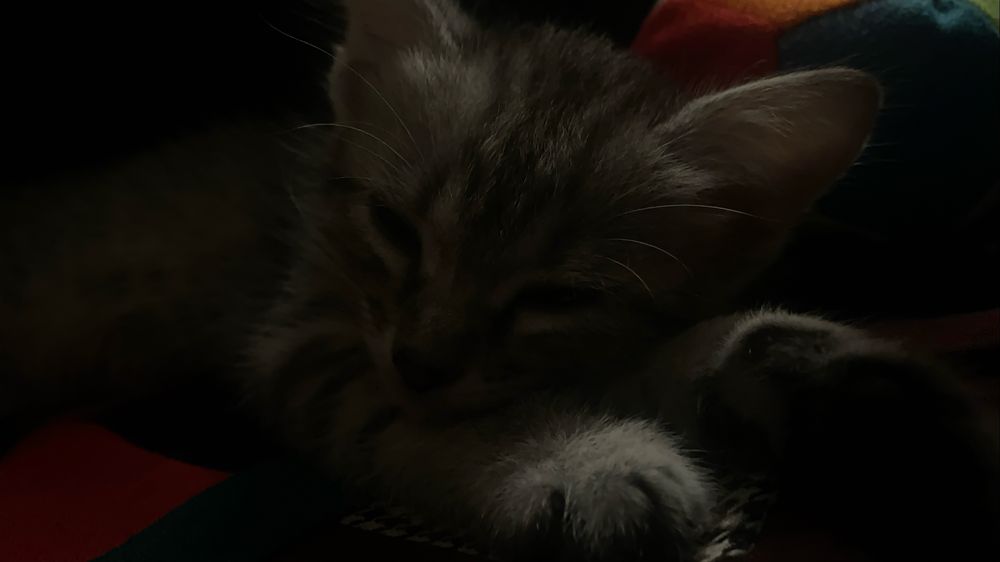 Котенок девочка