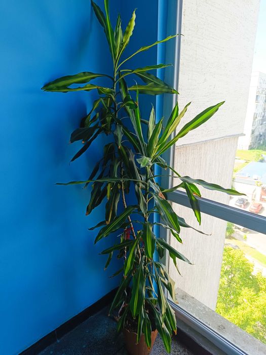 Драцена висока два метра и тридесет см