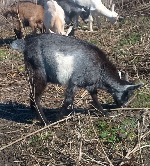 Козлики  молочной линии