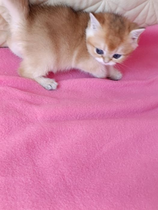 British shorthair NY 11 golden