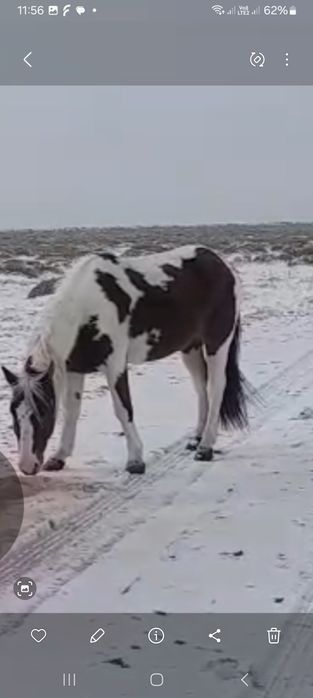 Жылқы ала айғыр 6 жасар