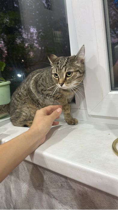 Отдам котенка мышелов  в добрые руки