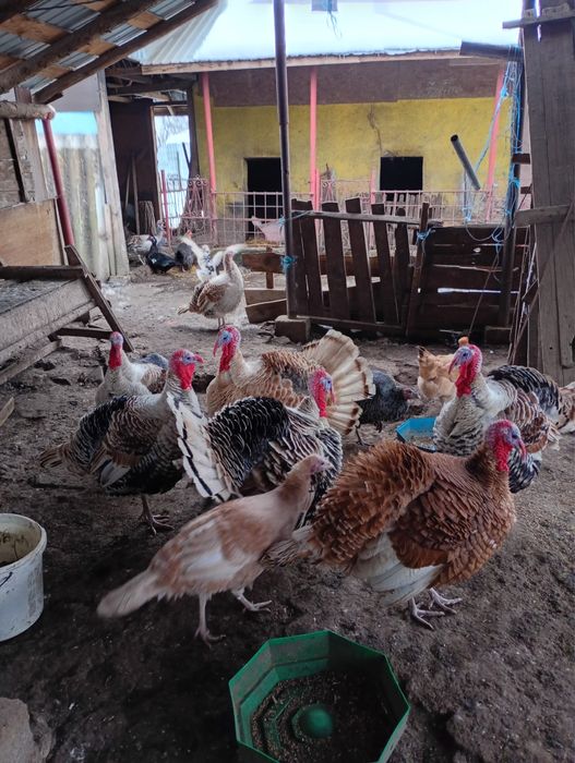 Vand Rate Leşeşti si Curcani