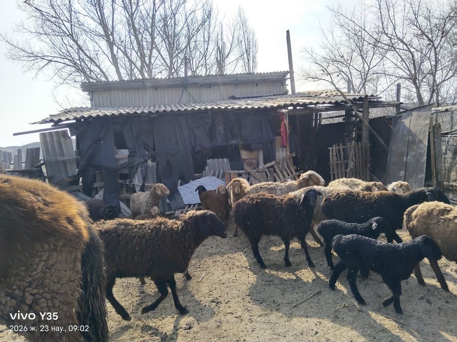 қойлар мен тай сатылады