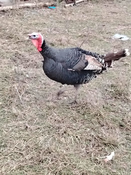 Vând sau schimb curcan tânăr