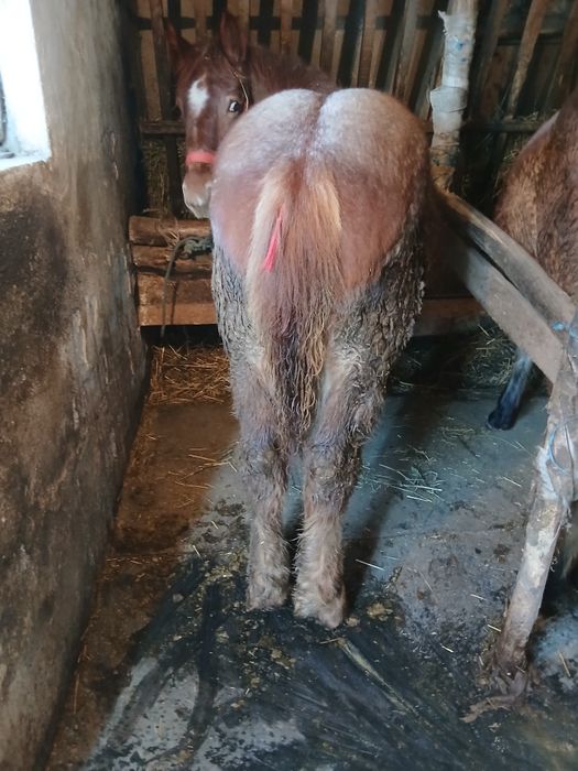 Vand 2 manze de 6 si 7 luni