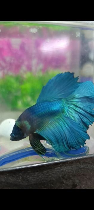 Аквариум с рыбкой петушок