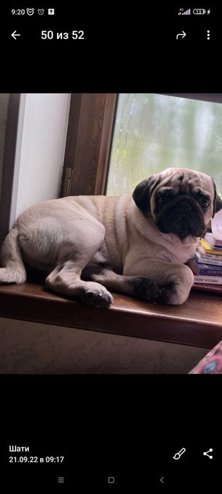 Ищем спутницу жизни для мопса