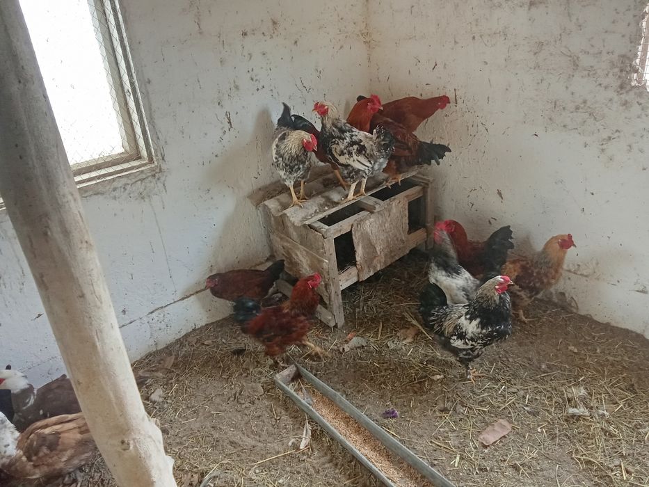 Индаутка , қораздар