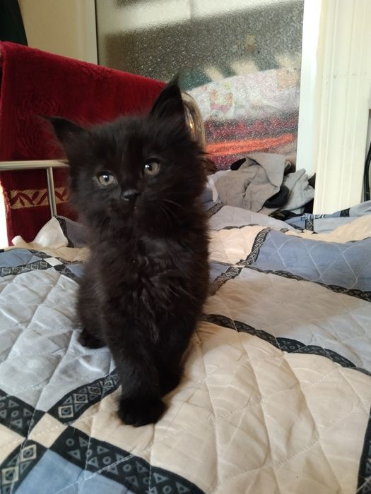 Отдам котят в добрые руки