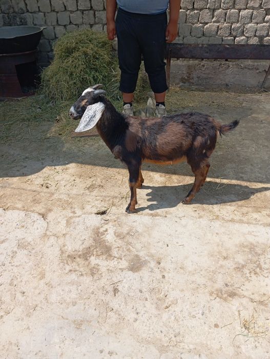 Нуми ешкі сатылады Атакент