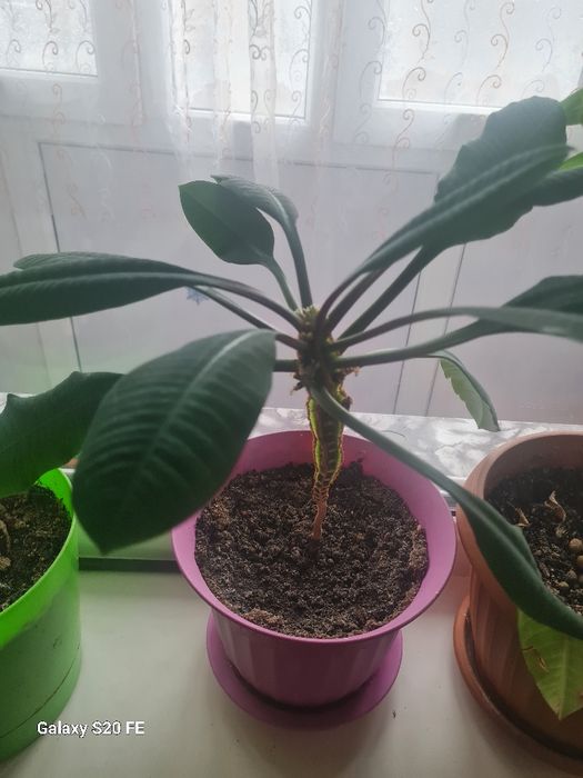 Продаю цветы.. комнатные