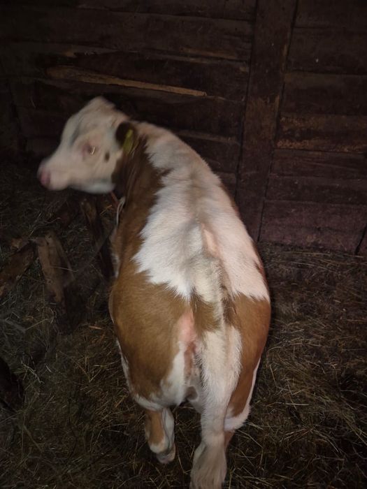 Vând Vițea de 3 luni
