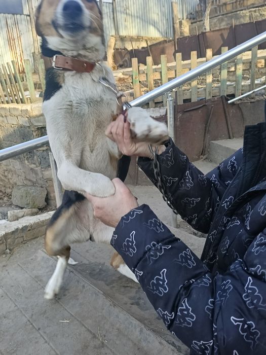 Отдам в заботливые руки