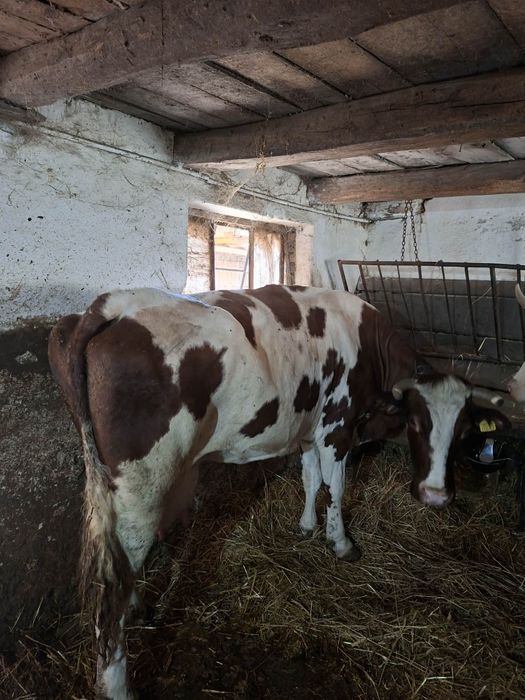 Vacă de vânzare...