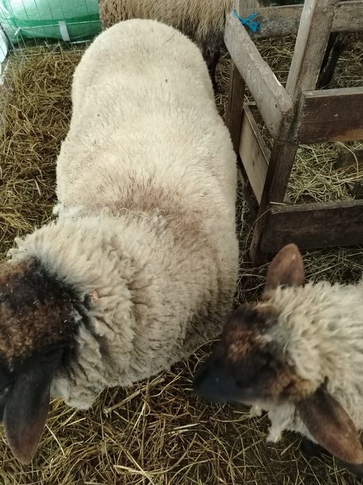 Vând berbec Suffolk de 3 ani bland
