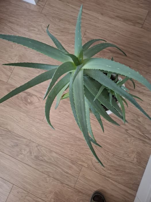 Комнатные растения-алое вера