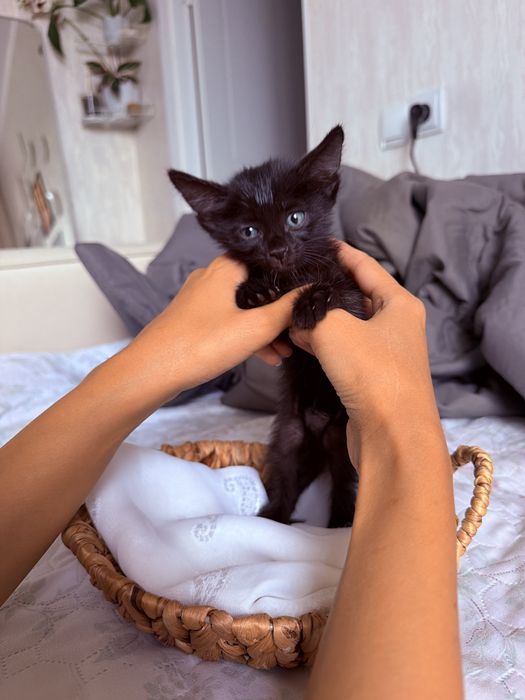 Котенок ищет себе дом , мальчик