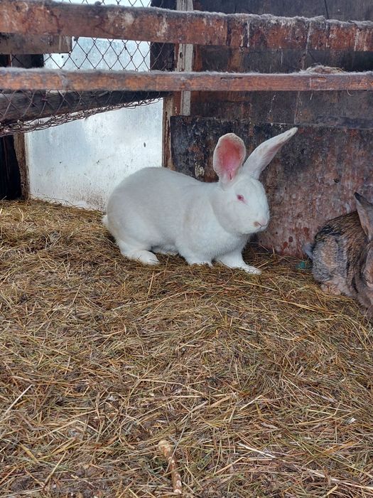 Кролики белый великан