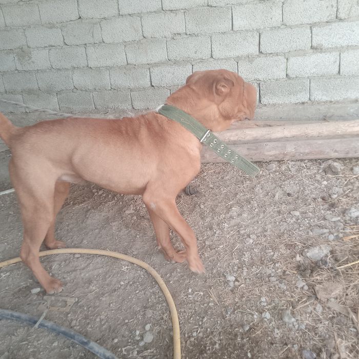 Пидбул сатылымда