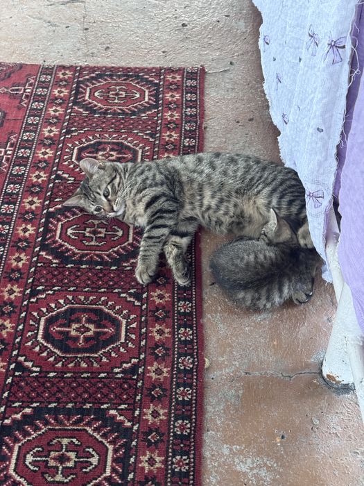 Котенки мушукчала