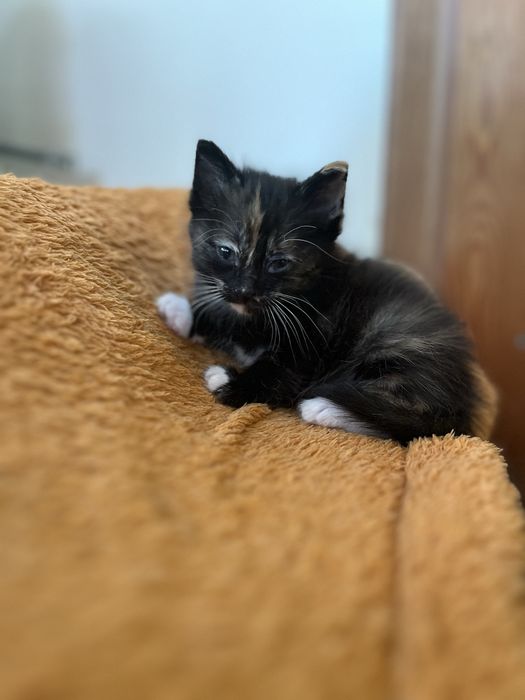 Отдам котенка в добрые руки