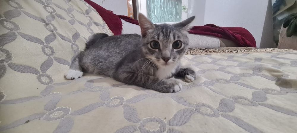 Отдам котенка в добрый руки