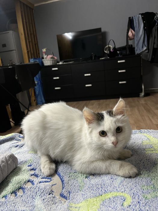 Отдам бесплатно котят