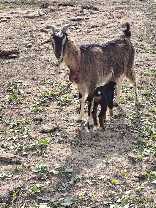 Echki sotiladi paroda