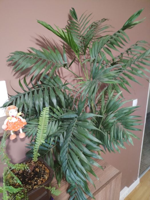 Продавам Финикова палма