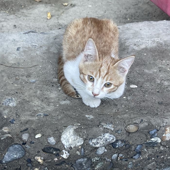 Котят отдам даром,есть еще второй