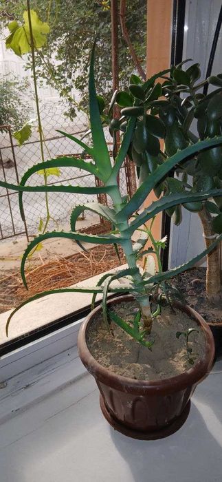 Денежное дерево и лекарственное растение - Калонхое (отдам даром)