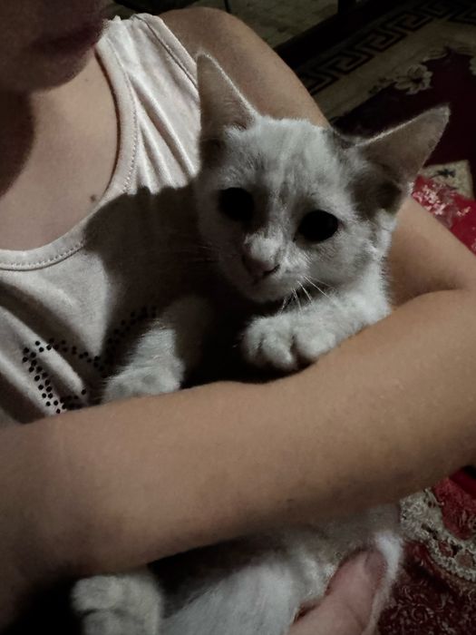 6 Марғау, 6 котики