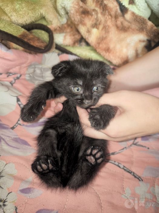 Вислоухий котенок скотиш фолд