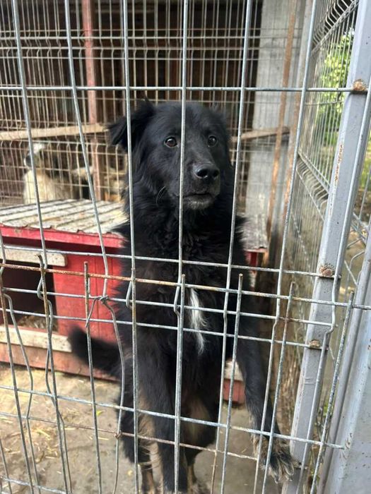Adopta un caine - un sufletel are nevoie de stapan!