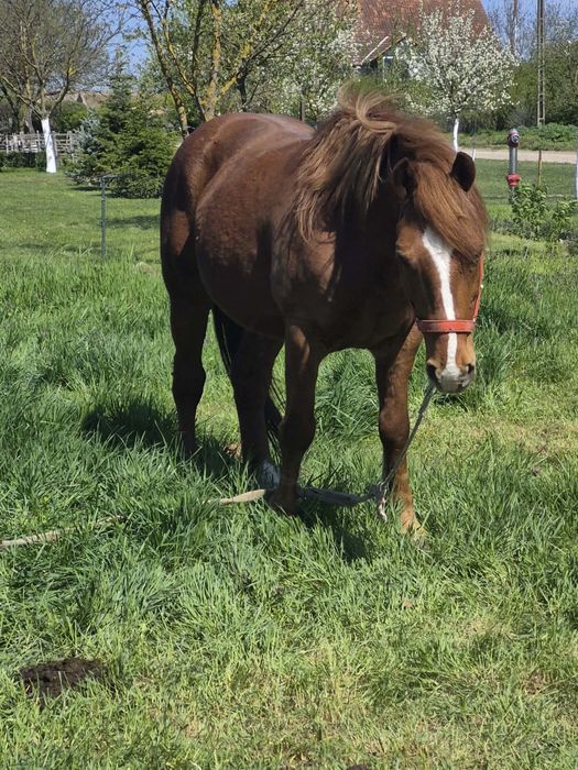 Cal castrat de vanzare URGENT!!!