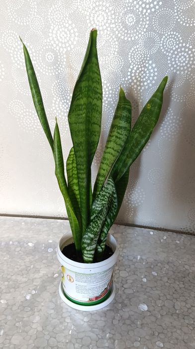 Комнатные растения