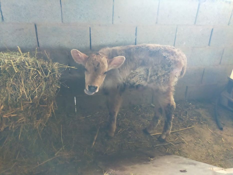 Бұзаулы сиыр 2 құнажын