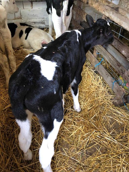 Tăuraș pe negru de o săptămână