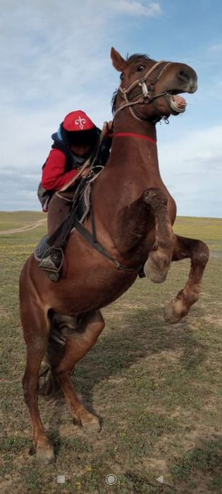 осы айғыр сатылады.(айырбасқада болады) нау жаздағы суреттері