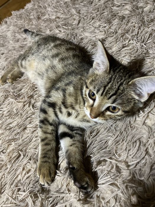 Котенок подросток девочка бенгал