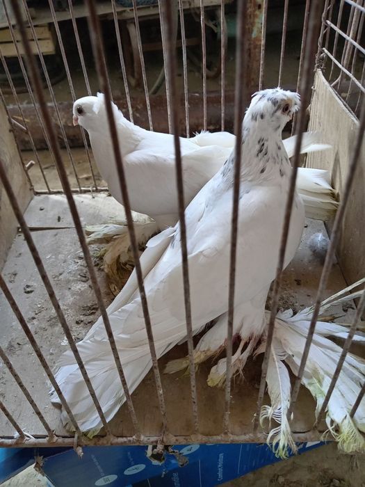 Голуби кабутарлар кафтар