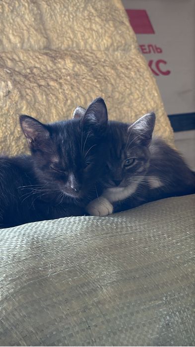 Котятам срочно нужен дом!!!